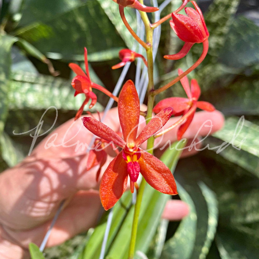 Neof. falcata x Ren. philippinensis — Palmer Orchids